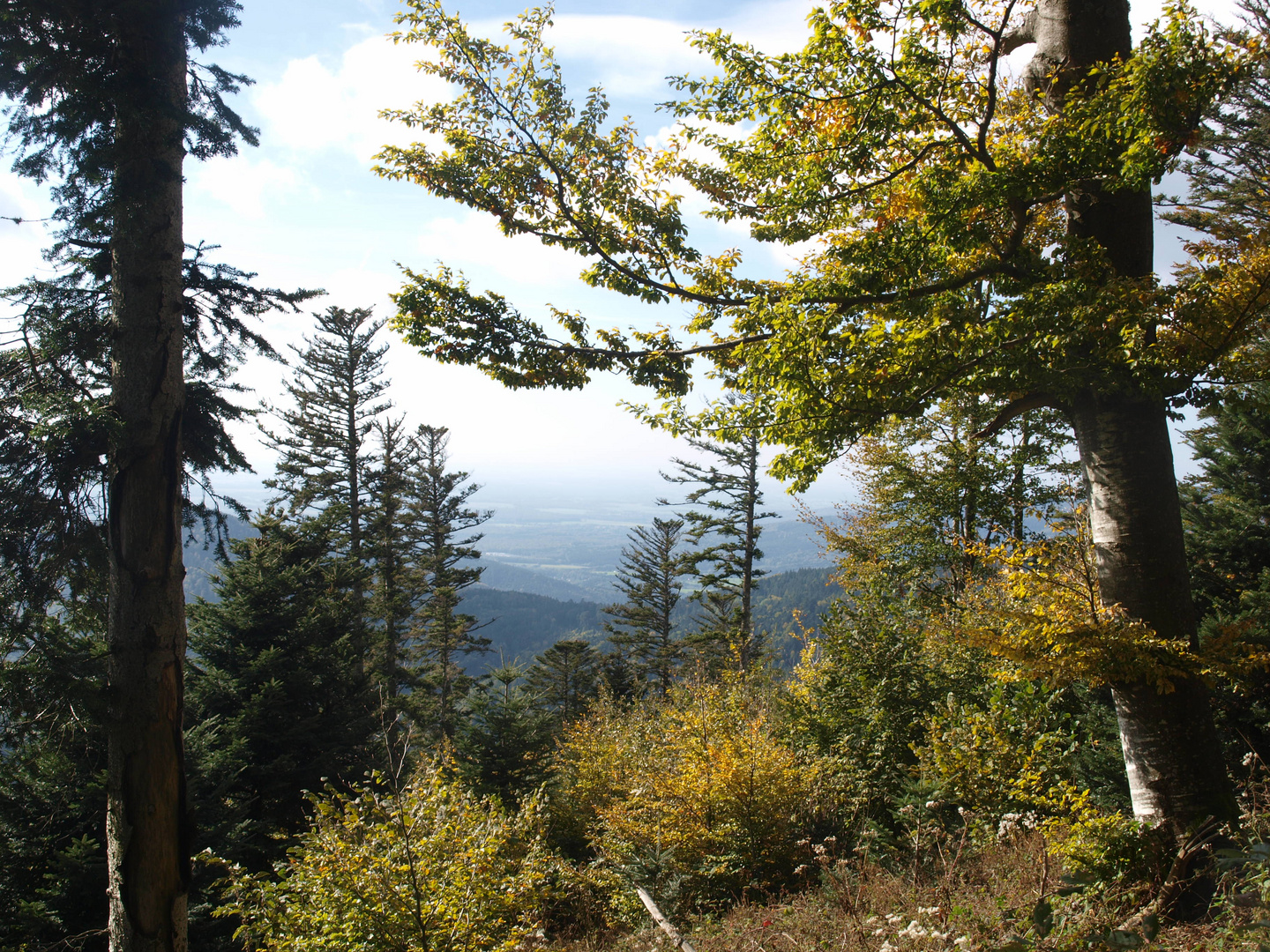 Herbstwald in den Vogesen