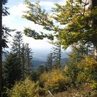 Herbstwald in den Vogesen