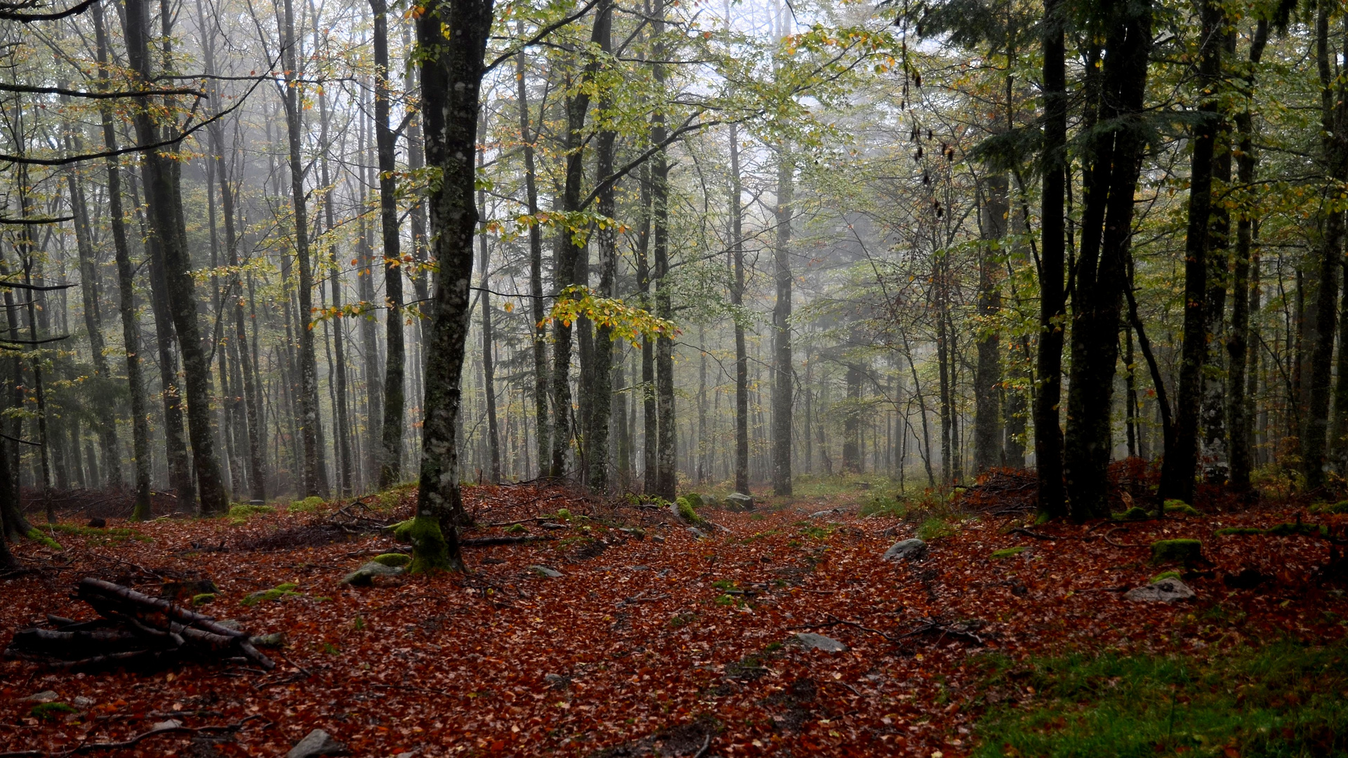 Herbstwald in den Vogesen