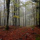 Herbstwald in den Vogesen