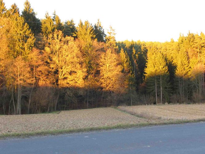 Herbstwald in der Abendsonne