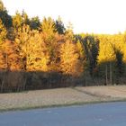 Herbstwald in der Abendsonne