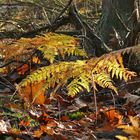 Herbstwald in der Abendsonne