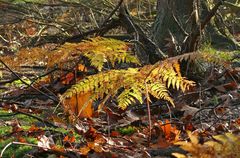 Herbstwald in der Abendsonne