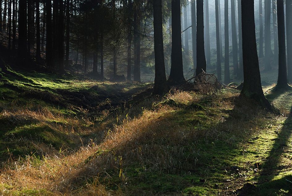 Herbstwald in der Böhmischen Schweiz 1