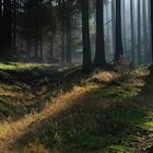 Herbstwald in der Böhmischen Schweiz 1