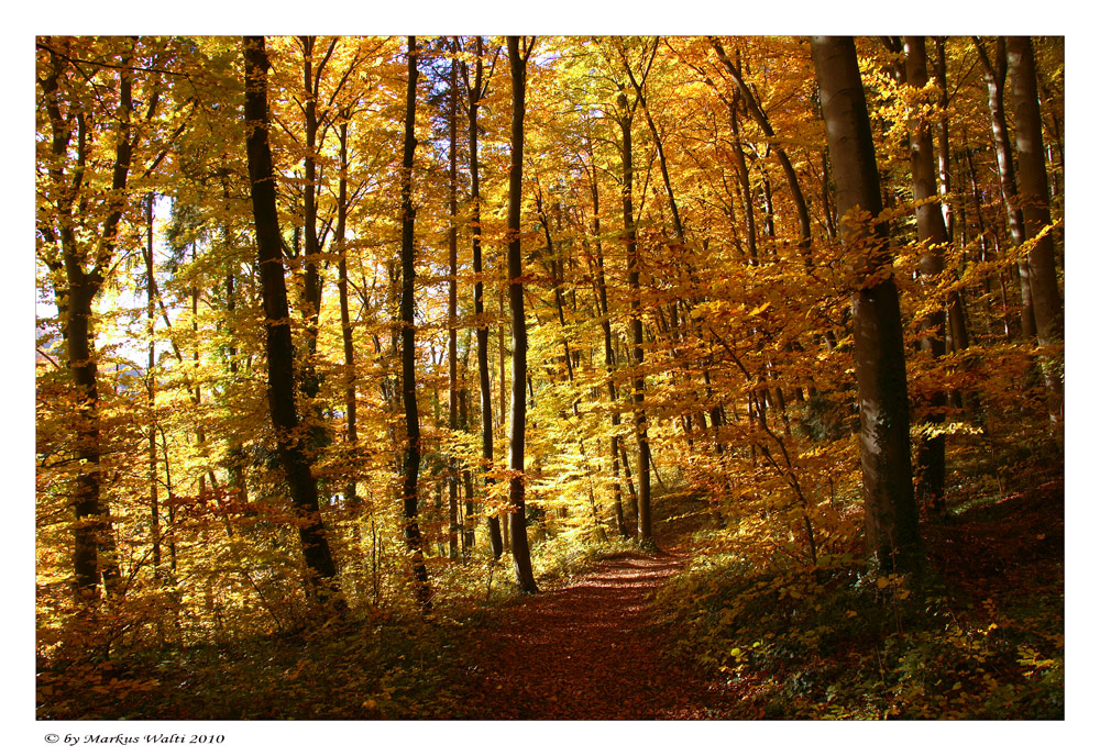 Herbstwald in der Ermitage