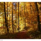 Herbstwald in der Ermitage