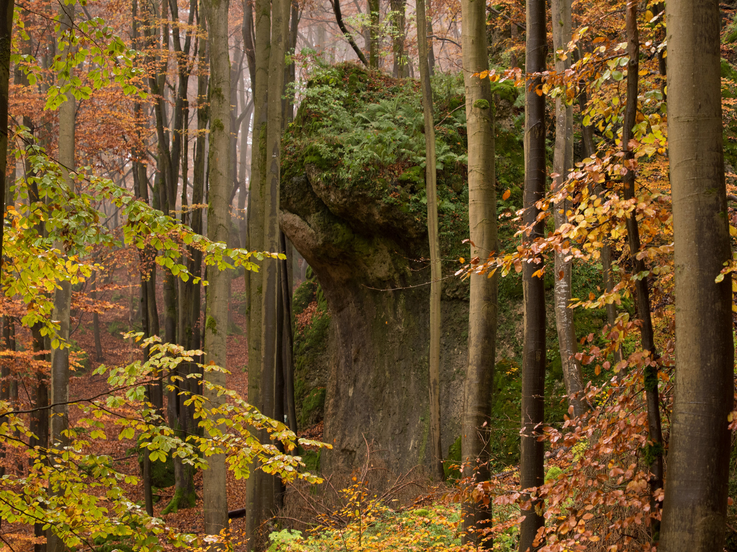 Herbstwald in der Hersbrucker Schweiz