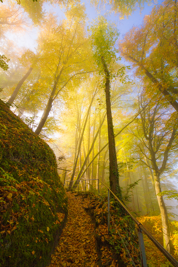 Herbstwald in der letzten Sonne