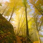 Herbstwald in der letzten Sonne