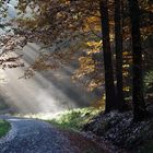 Herbstwald in der Nähe von Welzheim