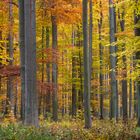 Herbstwald in der Schorfheide