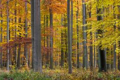 Herbstwald in der Schorfheide