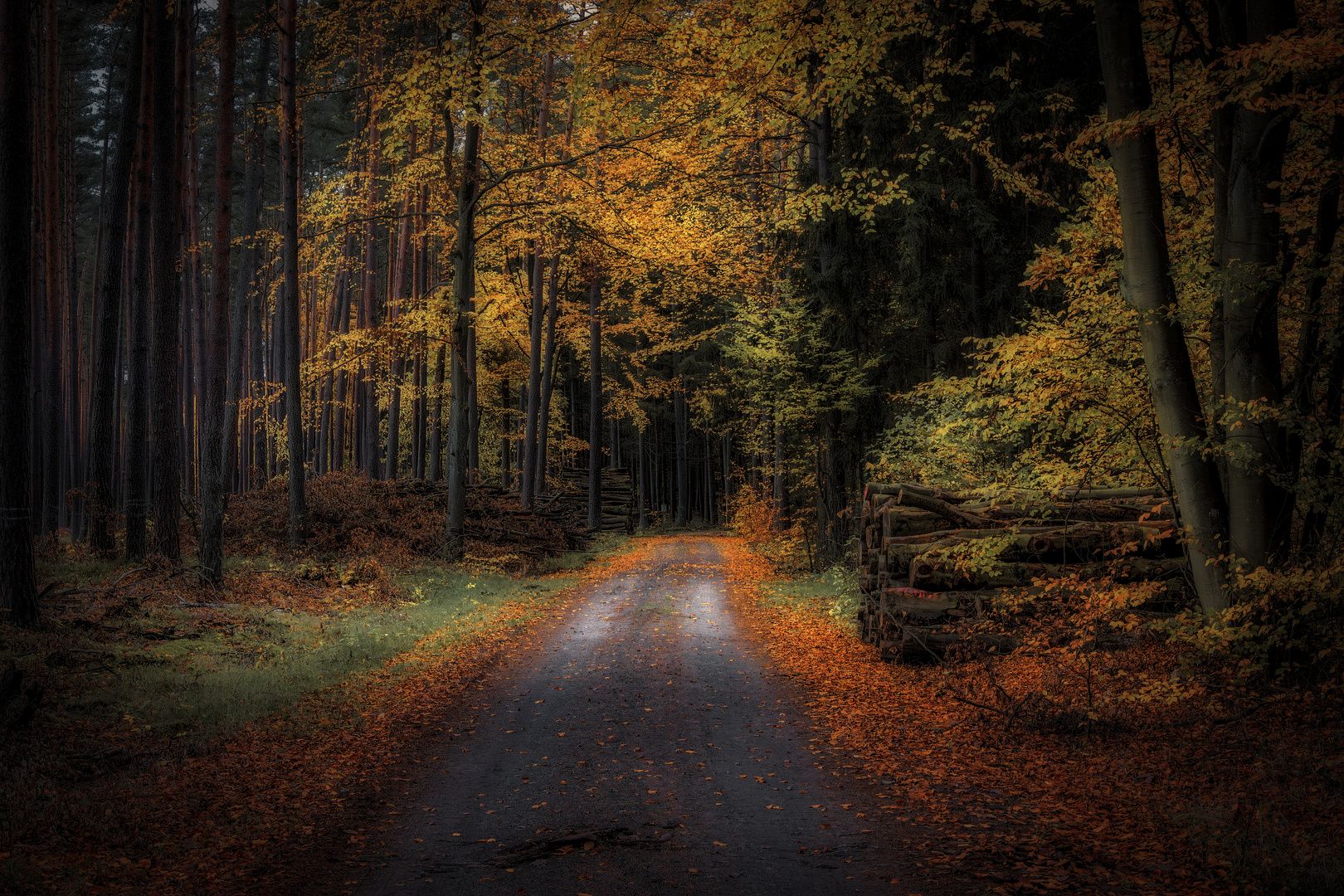 Herbstwald in der Uckermark