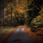 Herbstwald in der Uckermark