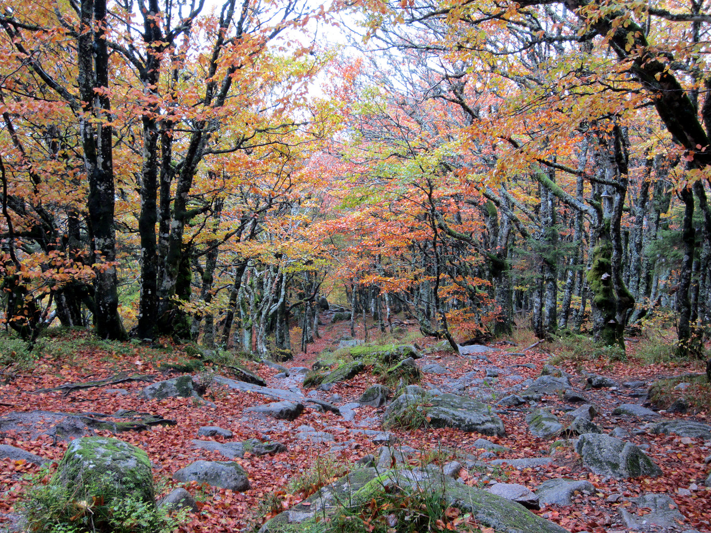 Herbstwald in Frankreich