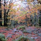 Herbstwald in Frankreich