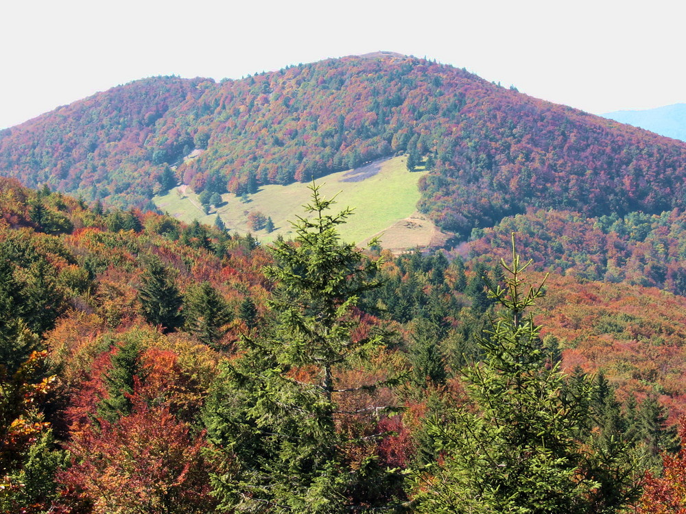 Herbstwald in Frankreich "Ballon d' Alsace".