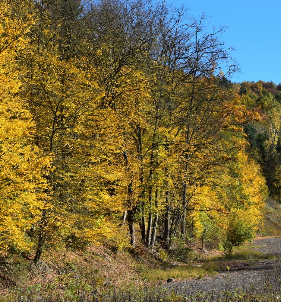 herbstwald in gold