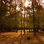 Herbstwald in Hambrücken