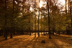 Herbstwald in Hambrücken