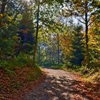 Herbstwald in Pfäffikon