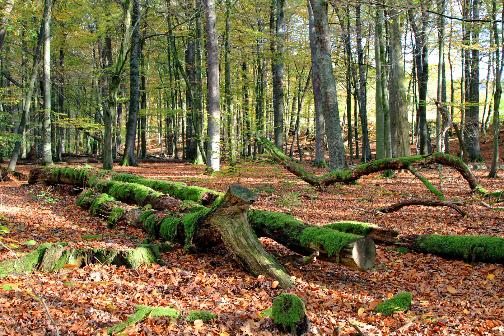 Herbstwald in Plettenberg