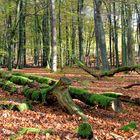 Herbstwald in Plettenberg