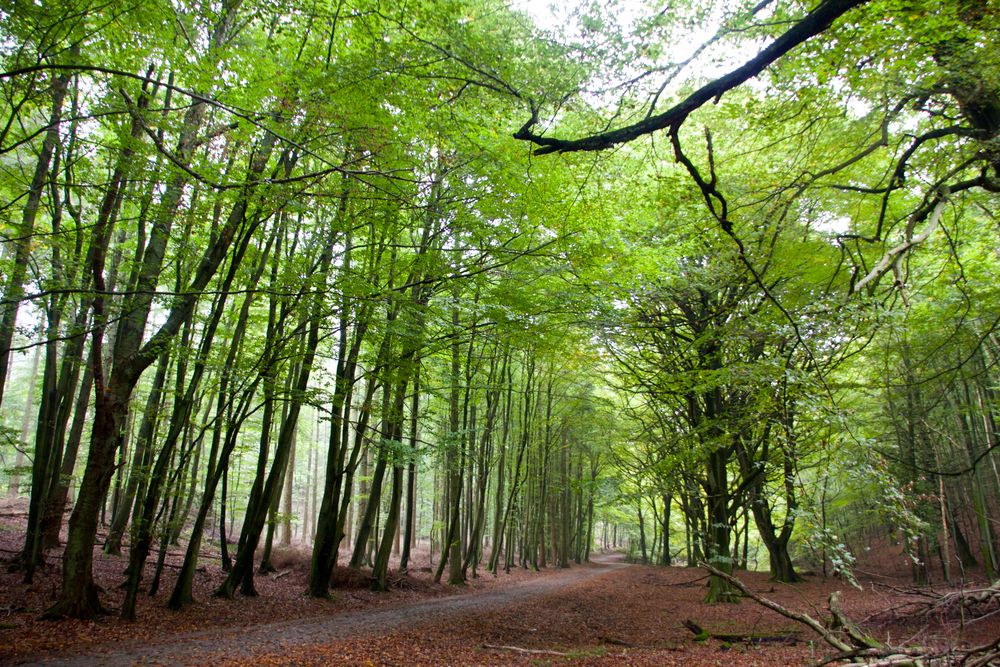 Herbstwald in Rügen