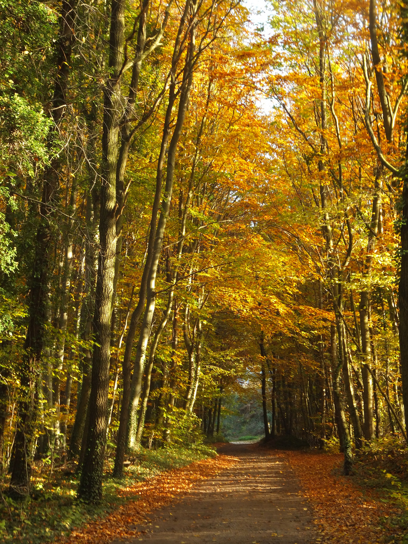 Herbstwald in Sonnenlicht getaucht