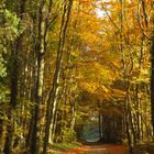 Herbstwald in Sonnenlicht getaucht