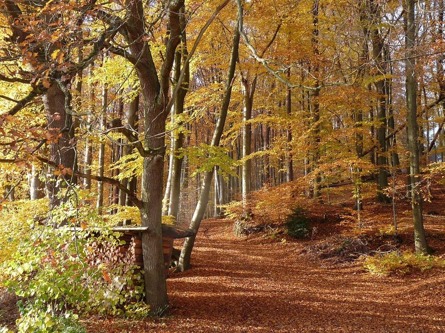 Herbstwald in Unterfranken