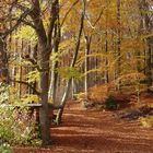 Herbstwald in Unterfranken