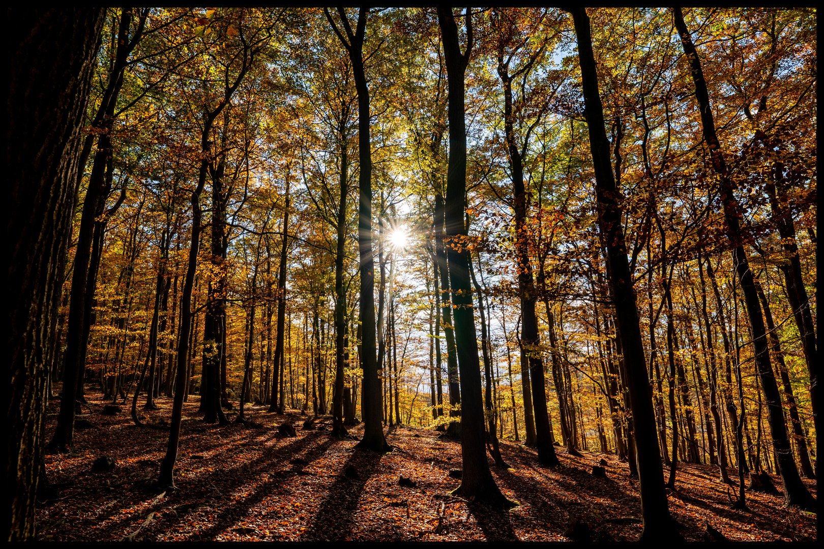 Herbstwald in voller Pracht