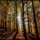 Herbstwald in voller Pracht