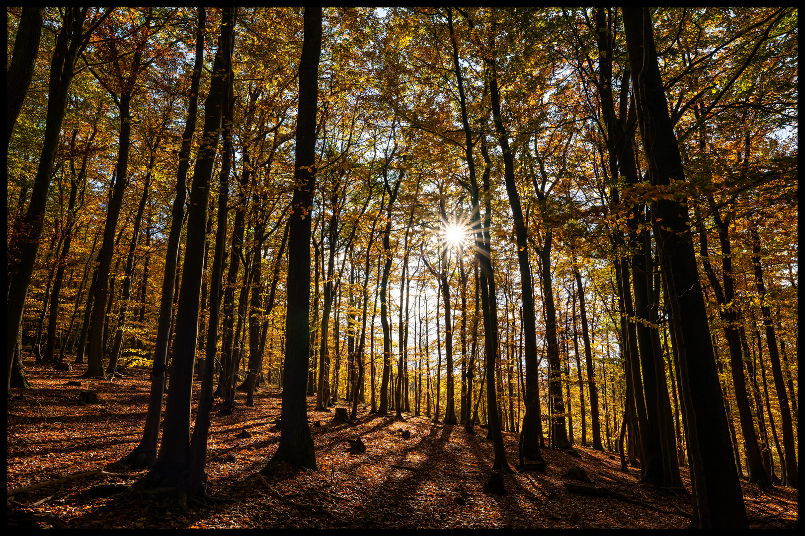 Herbstwald in voller Pracht