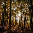 Herbstwald in voller Pracht