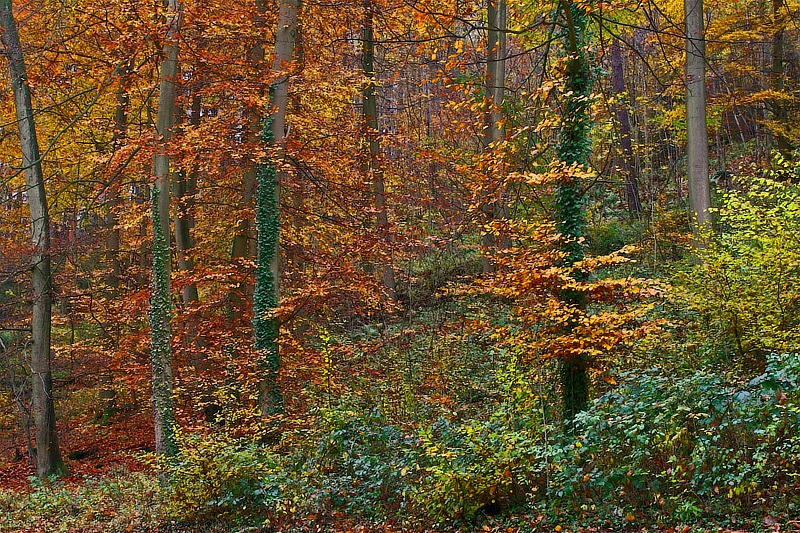 Herbstwald IV