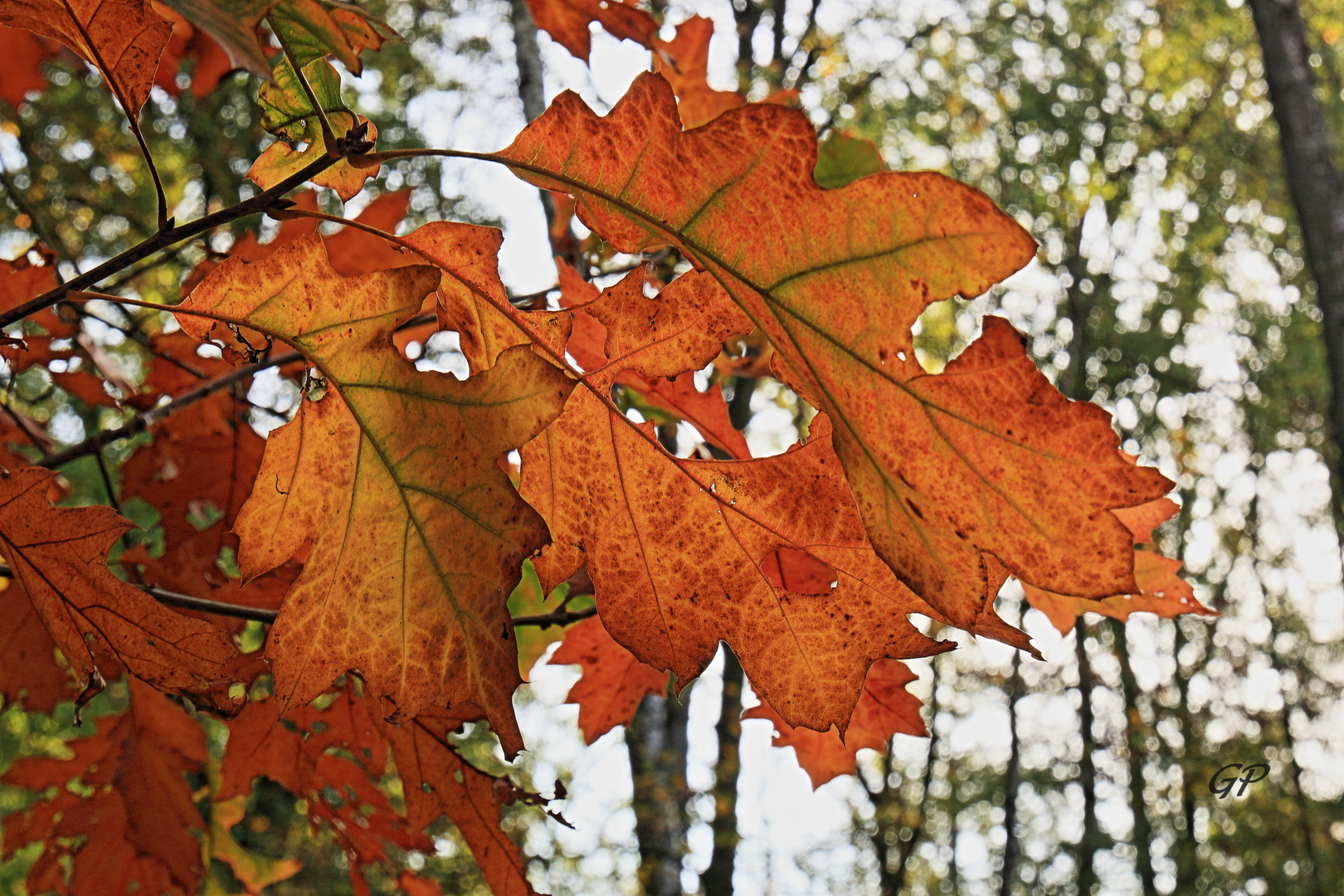 Herbstwald IV