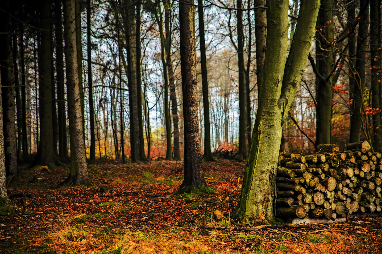 Herbstwald IV