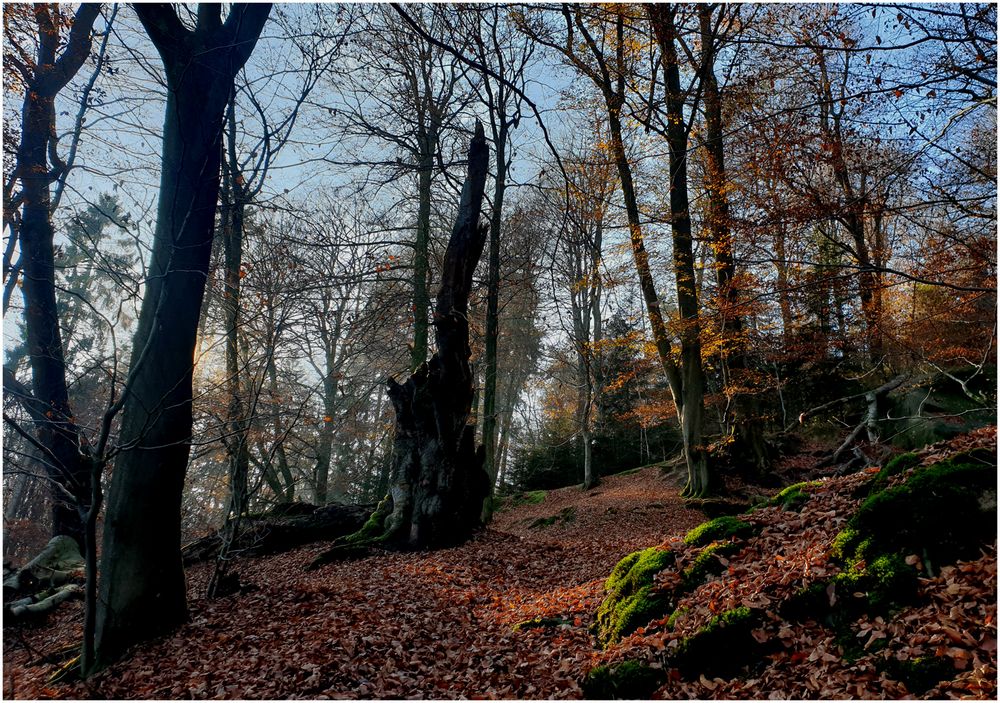 Herbstwald IV