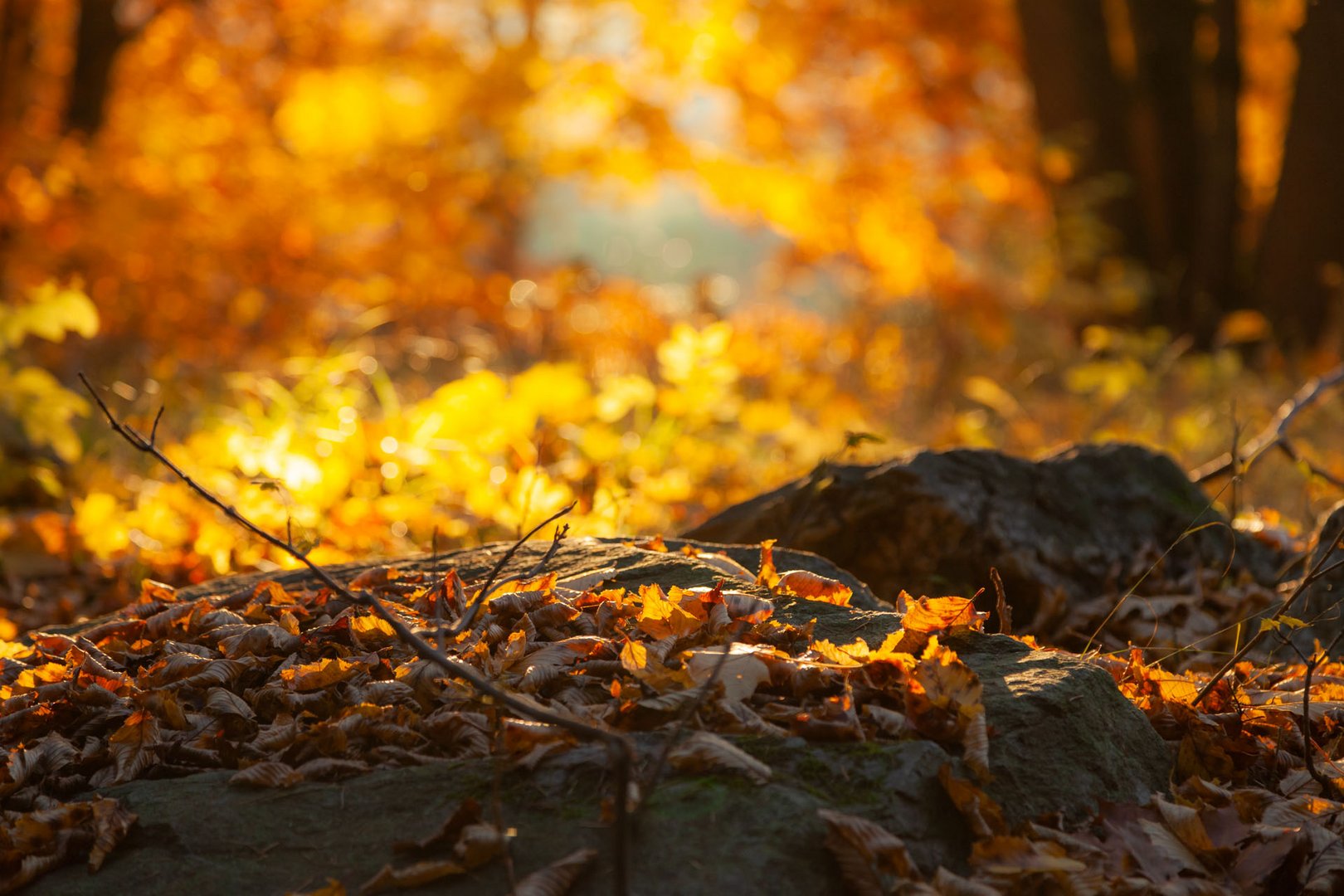 Herbstwald IV