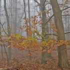 Herbstwald Lauersfort