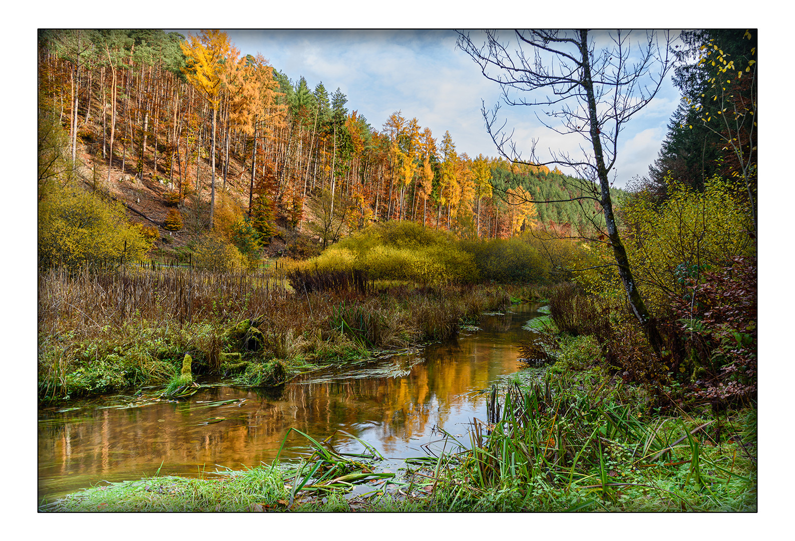 Herbstwald mit Bachlauf