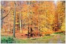 Herbstwald mit...... by Horst Brendel