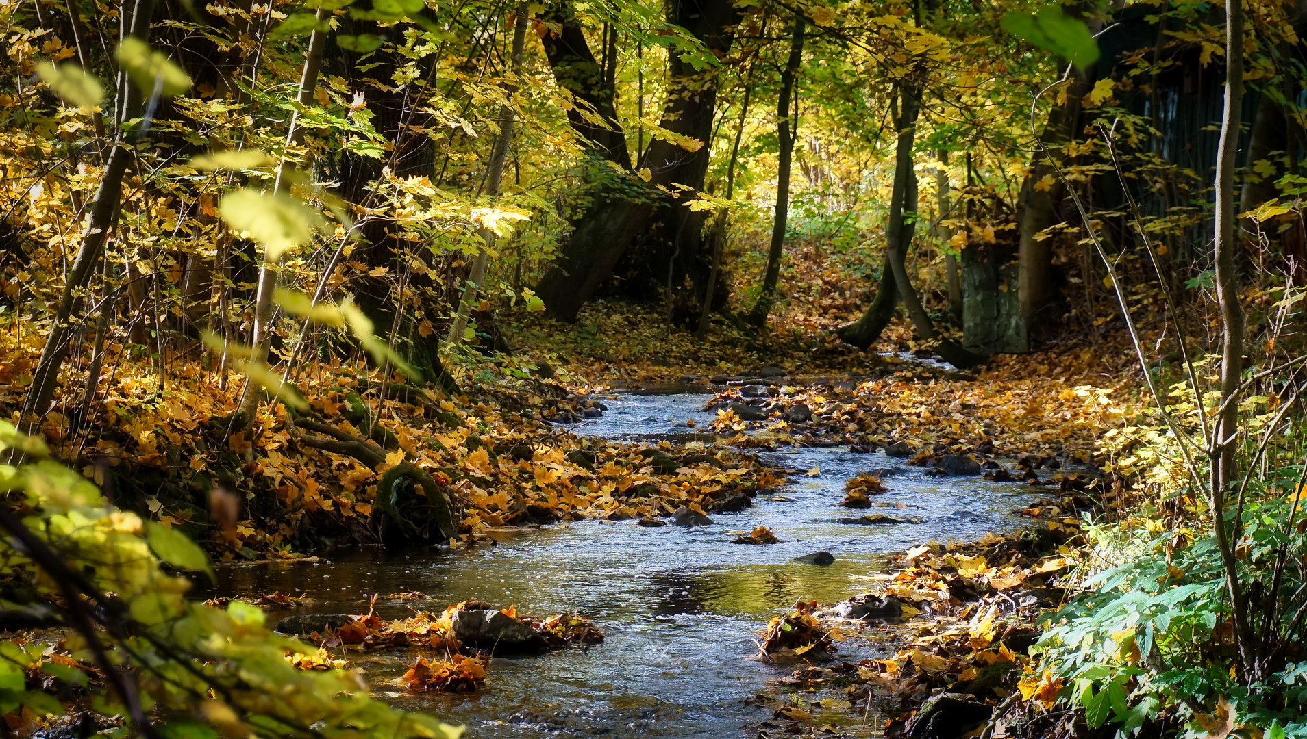 Herbstwald mit Fluss