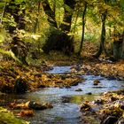 Herbstwald mit Fluss