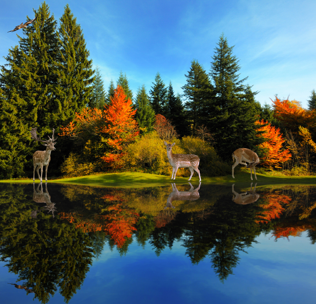 Herbstwald mit Hirschen