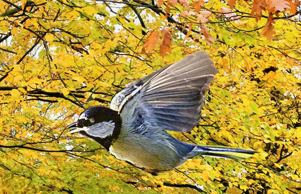 herbstwald mit meise
